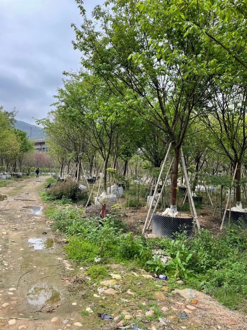 福建山樱花10公分，4-18公分百亩基地自产直销