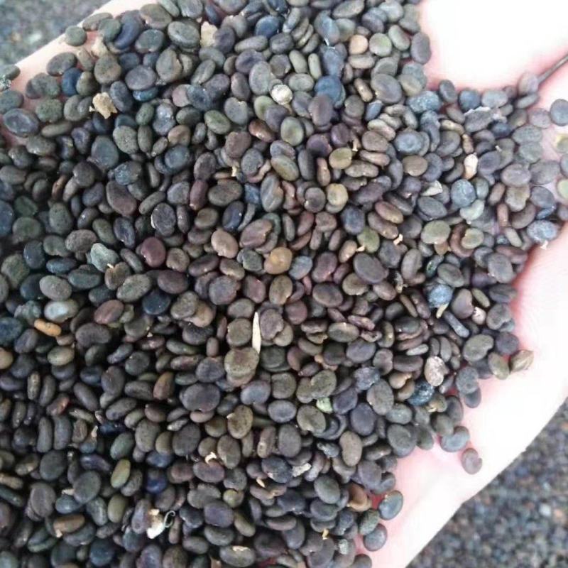 黄芪种子黄芪籽包芽率包邮支持大货批发零售铁芪种子