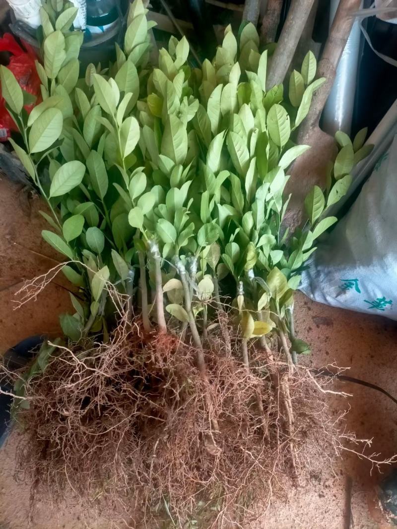 广东香水柠檬苗四季挂果产量高当收到货时有死苗断苗免费
