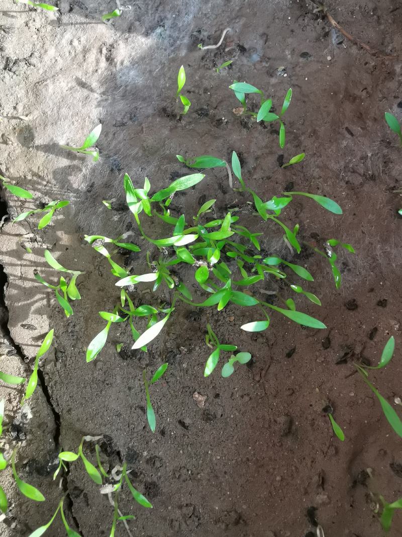 黄芪种子黄芪籽包芽率包邮支持大货批发零售铁芪种子