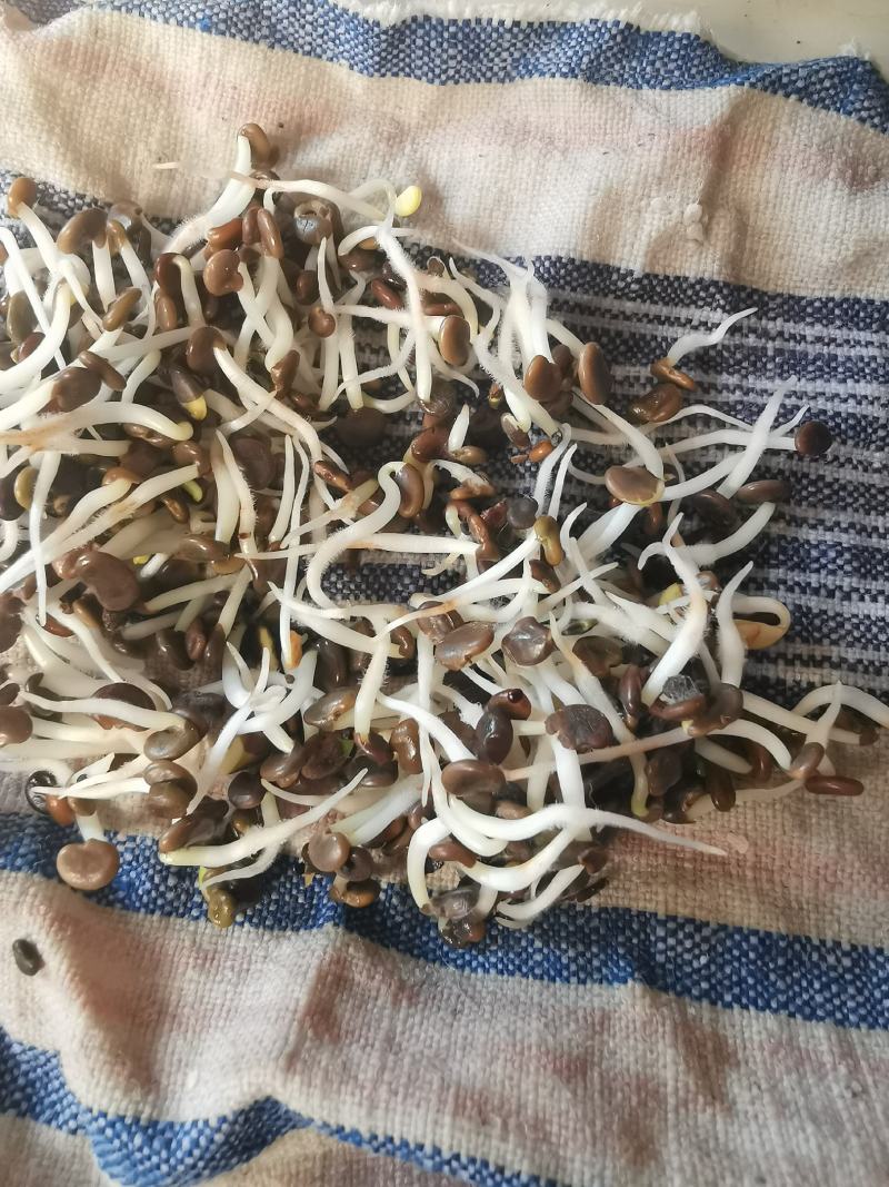 黄芪种子黄芪籽包芽率包邮支持大货批发零售铁芪种子