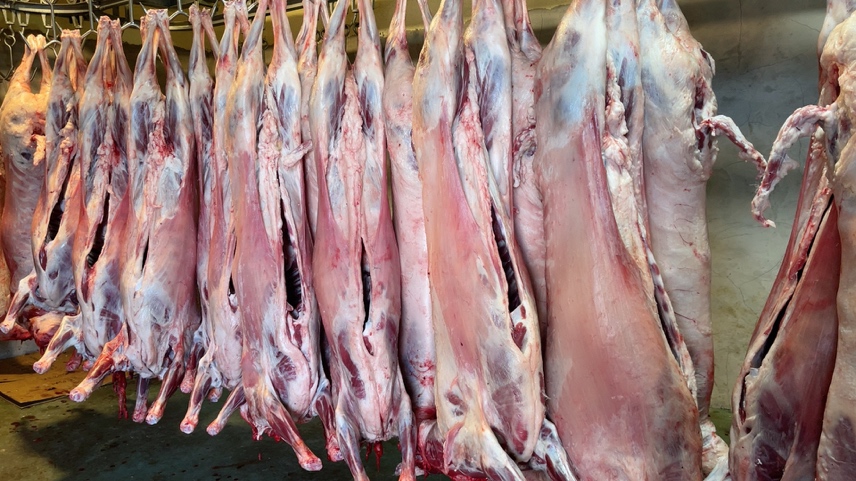 一只完整的白条羊悬挂在屠宰车间中,肉质鲜红,脂肪洁白,整体干净卫生 白条羊整体外观展示