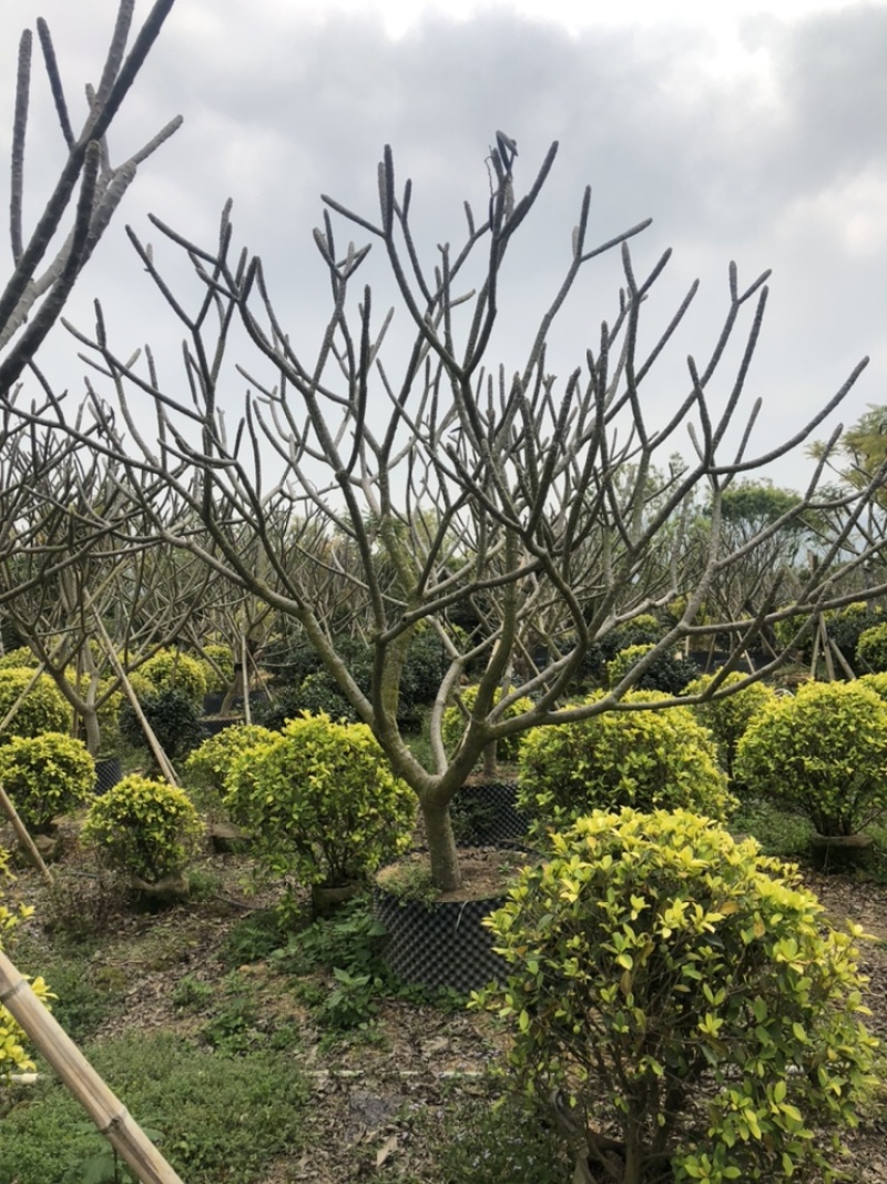 红花鸡蛋花9公分，各种公分数都有