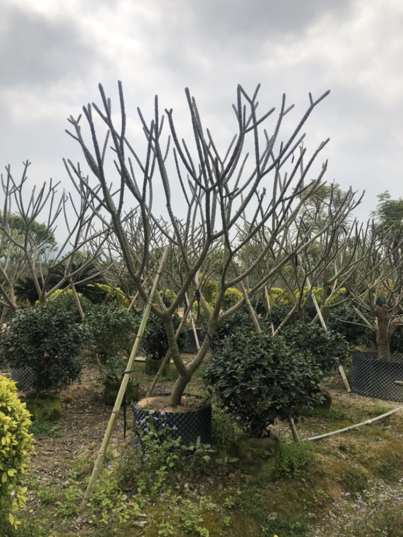 红花鸡蛋花9公分，各种公分数都有