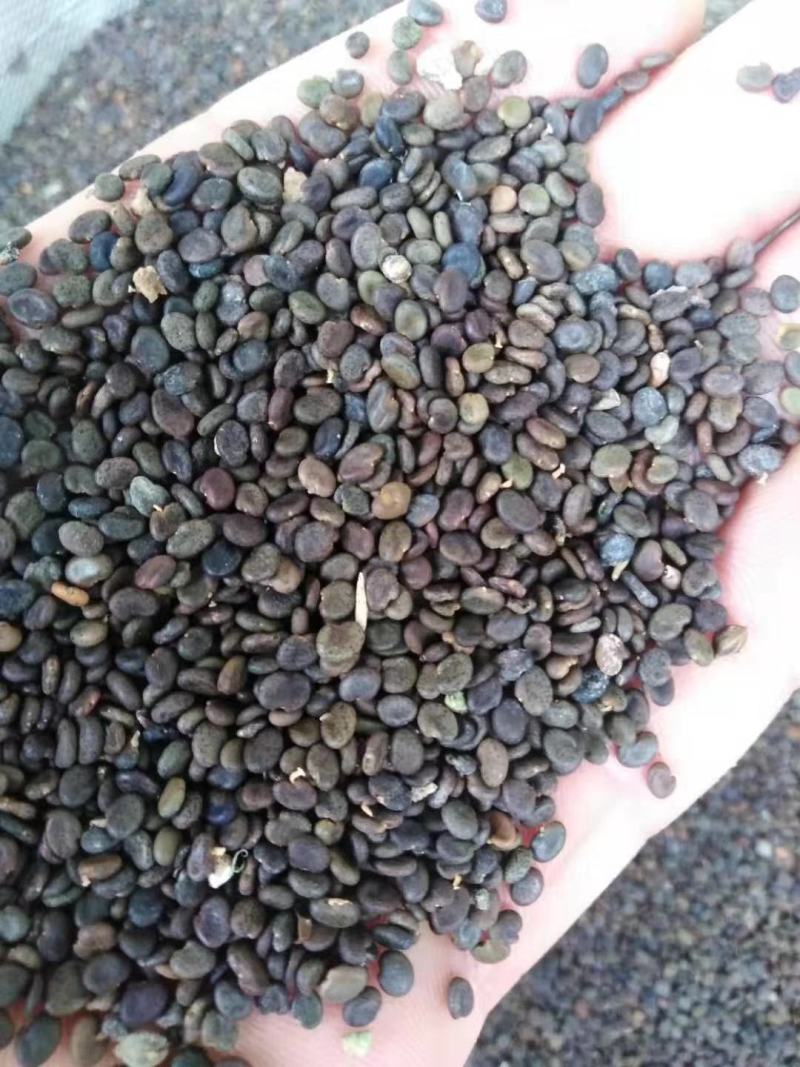 黄芪种子黄芪籽包芽率包邮支持大货批发零售铁芪种子