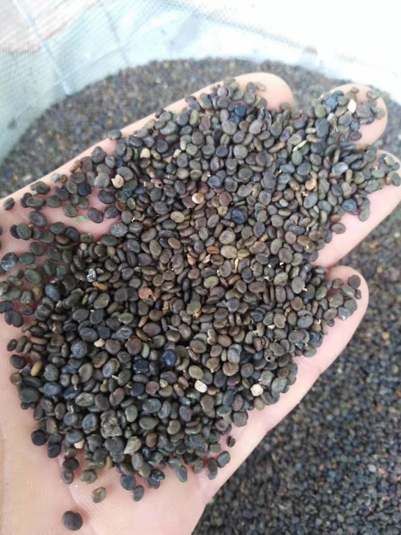 黄芪种子黄芪籽包芽率包邮支持大货批发零售铁芪种子