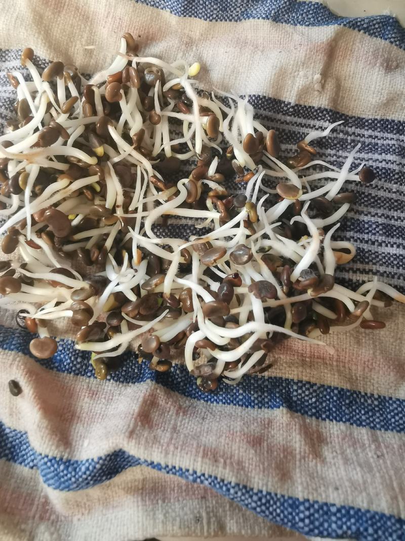 黄芪种子黄芪籽包芽率包邮支持大货批发零售铁芪种子