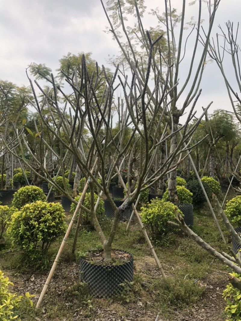 红花鸡蛋花11公分，各种规格都有