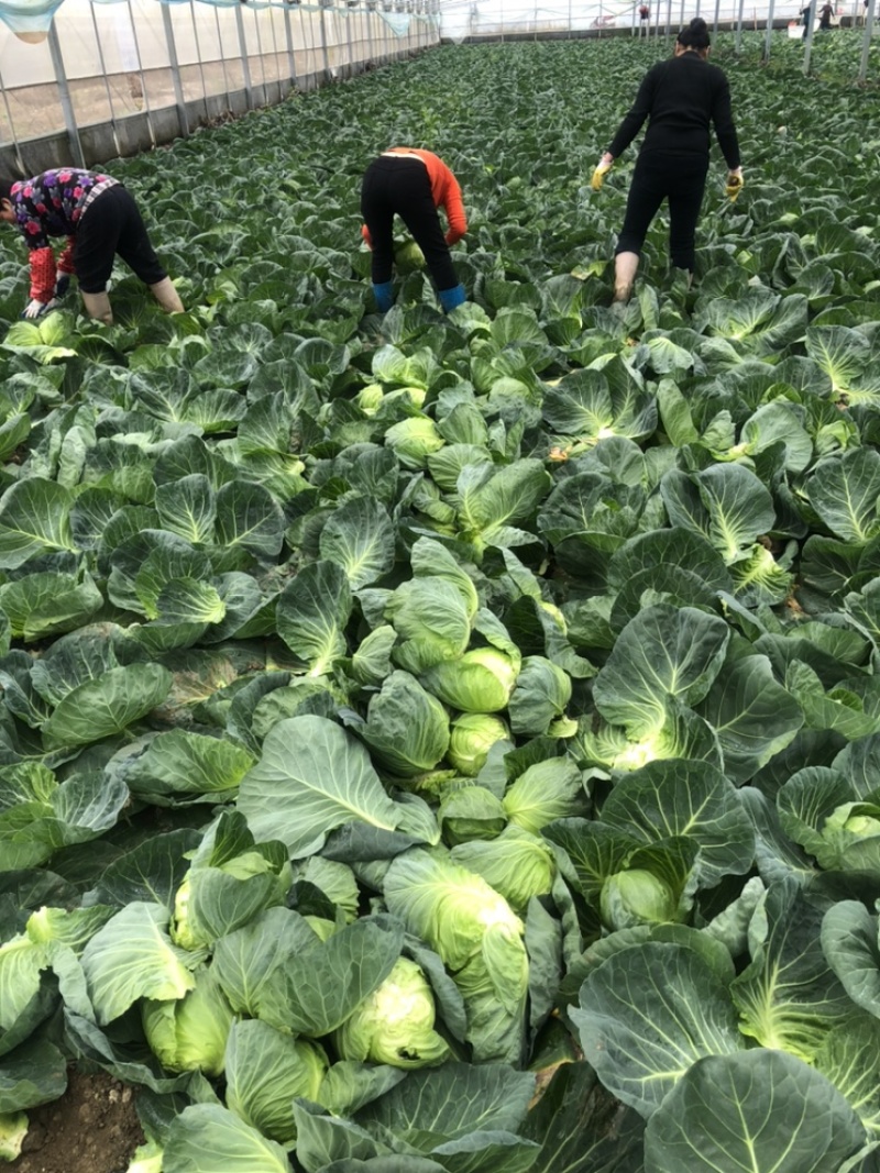 连栋大棚甘蓝大量上市，对接各大时长商超，欢迎咨询