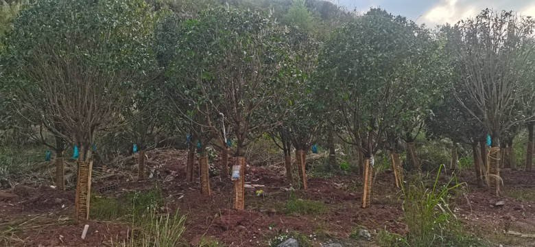 桂花树冬季防护措施示意图