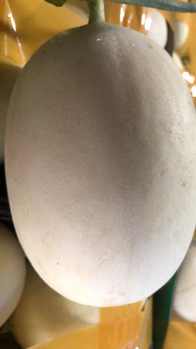 东方蜜一号