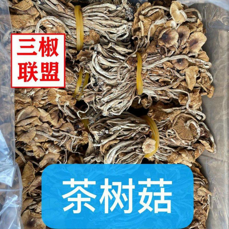 茶树菇干货开伞茶树菇长条扎把火热畅销款产地直销