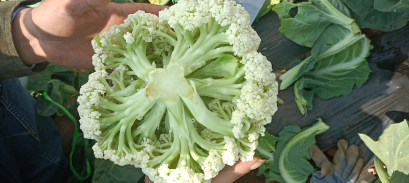 松花