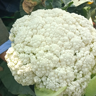 松花
