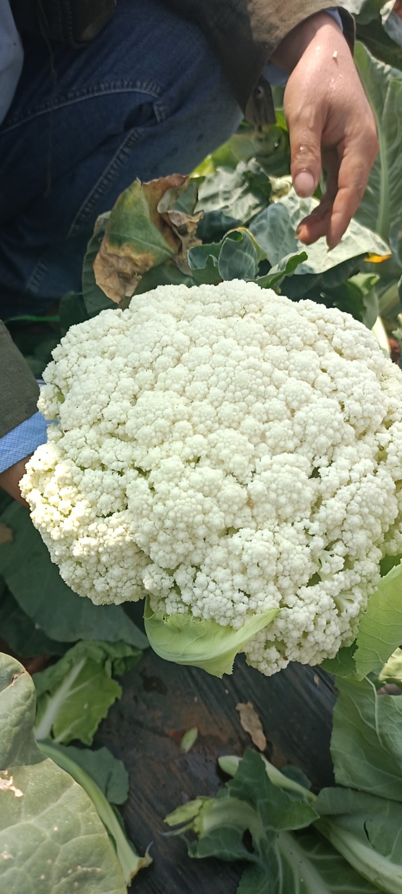 松花