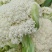 松花