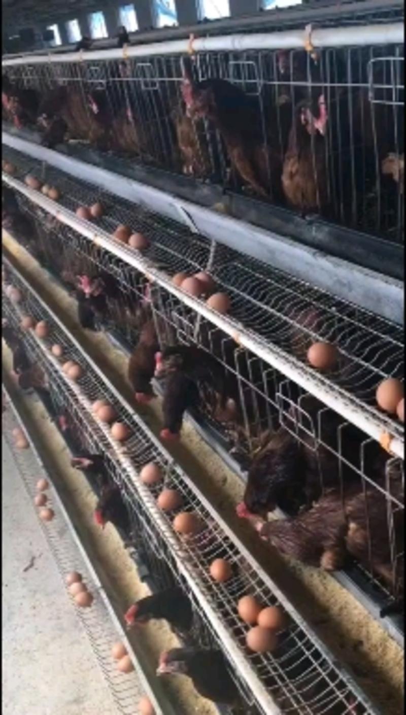 快大型肉鸡种蛋，红玉肉鸡种蛋人工授精确保受精率破损补损