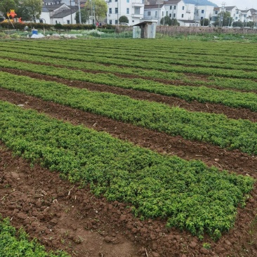 2022青梅小苗酸梅小苗浙江绍兴数量大产地直发