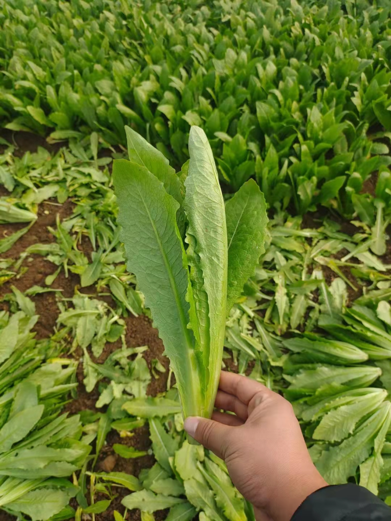 【精品】曹县油麦菜产地直供品质可靠量大从欢迎采购