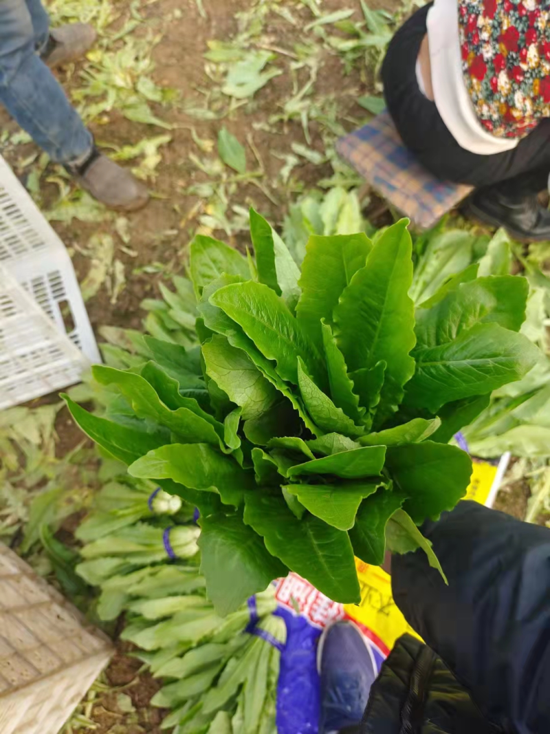 【精品】曹县油麦菜产地直供品质可靠量大从欢迎采购