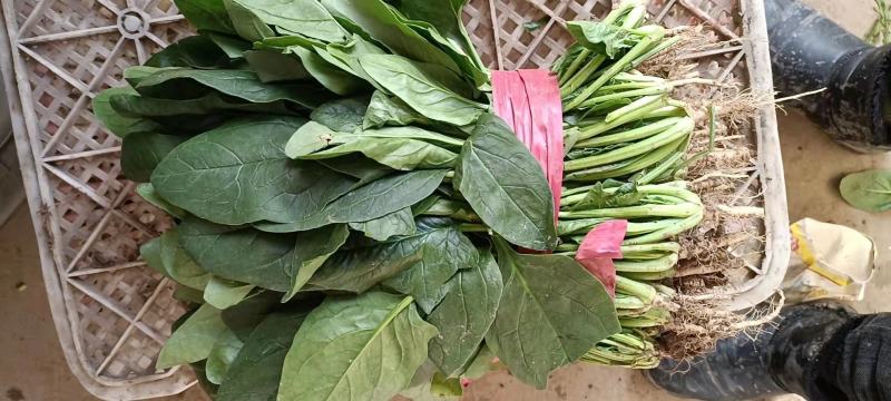 邯郸本地大小叶菠菜大量上市中