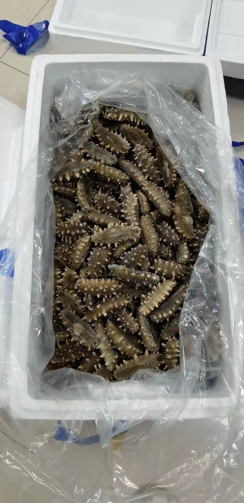 即食海参，水发海参，质量好，多刺海参。图片即事物。