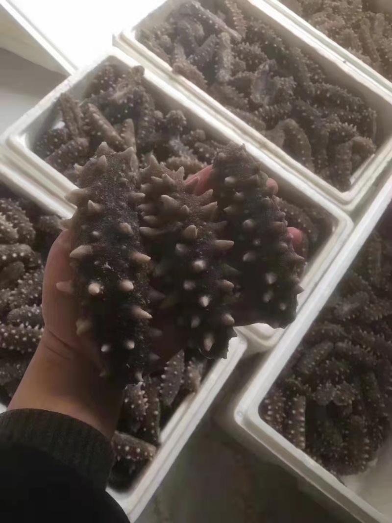 即食海参，水发海参，质量好，多刺海参。图片即事物。