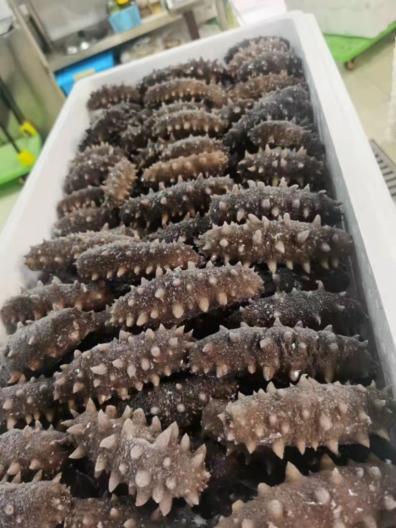 即食海参，水发海参，质量好，多刺海参。图片即事物。