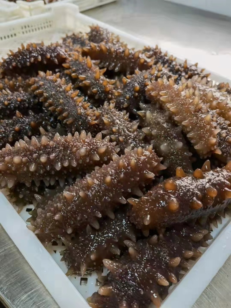 即食海参，水发海参，质量好，多刺海参。图片即事物。