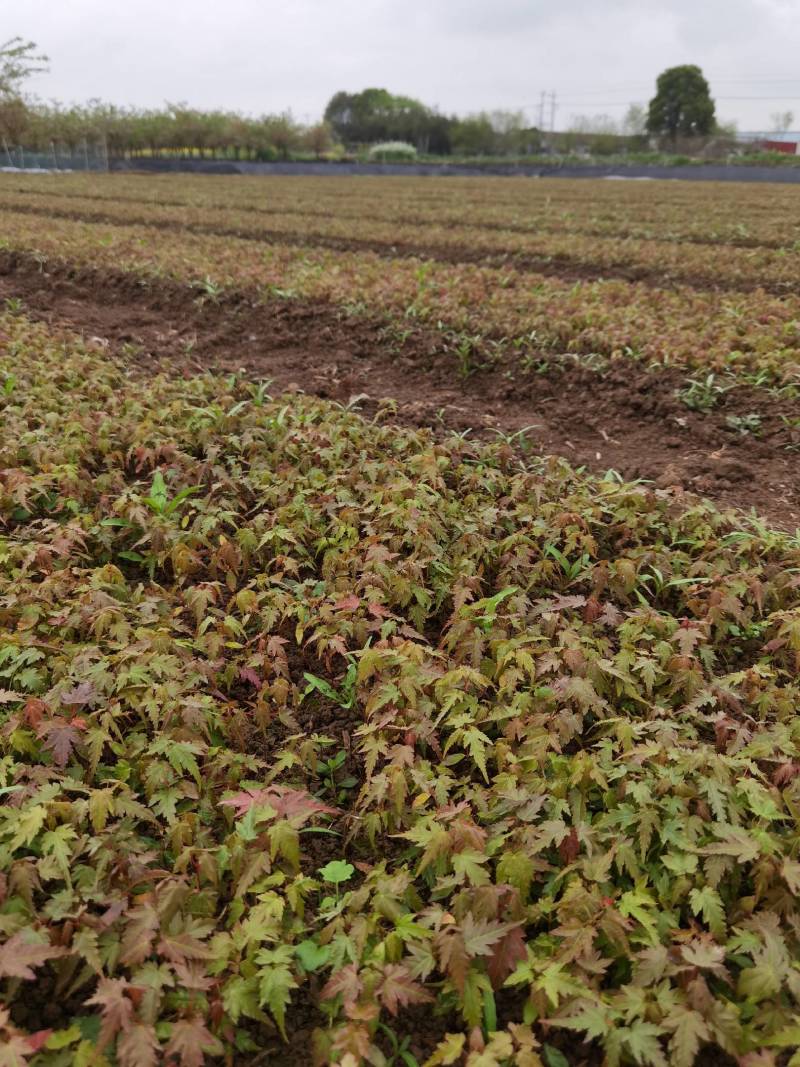 青枫小苗青枫芽苗浙江绍兴成活率高基地发货