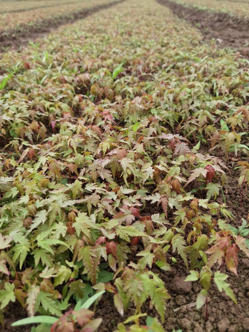 青枫小苗青枫芽苗浙江绍兴成活率高基地发货