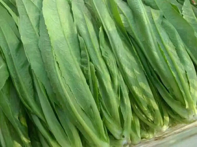 【精品】曹县油麦菜产地直供品质可靠量大从欢迎采购