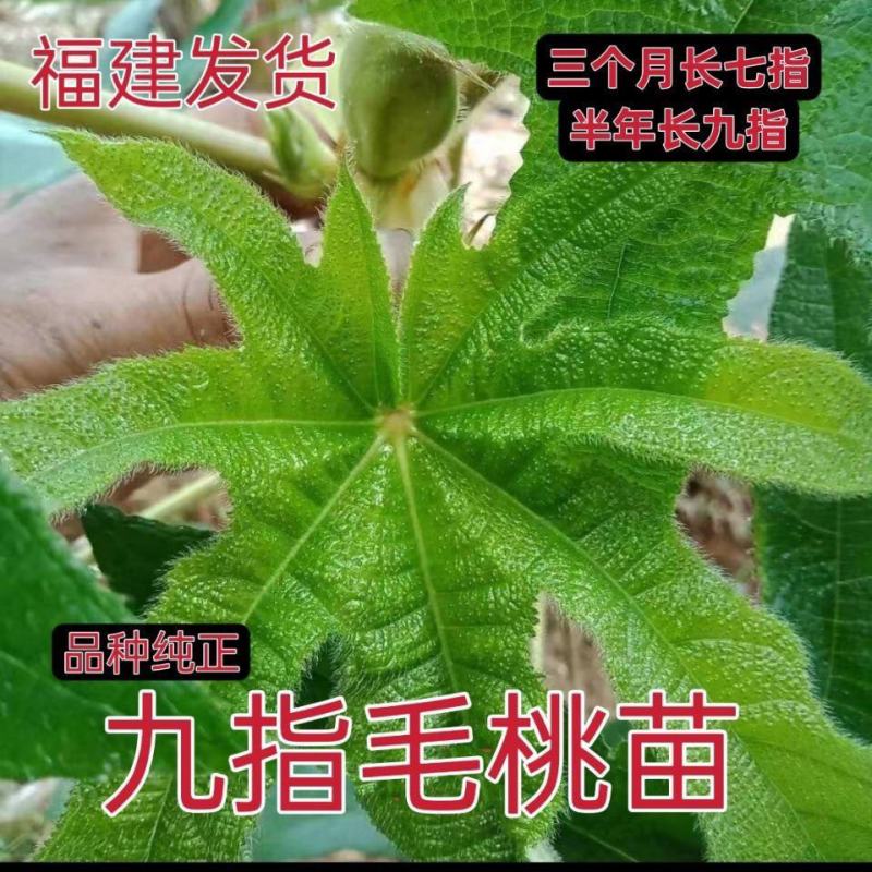 九指毛桃苗七指毛桃苗山狗膳苗细叶九指毛桃苗细叶七指毛桃