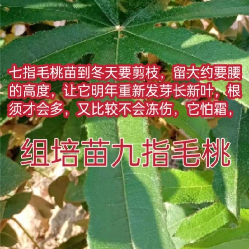 九指毛桃苗七指毛桃苗山狗膳苗细叶九指毛桃苗细叶七指毛桃