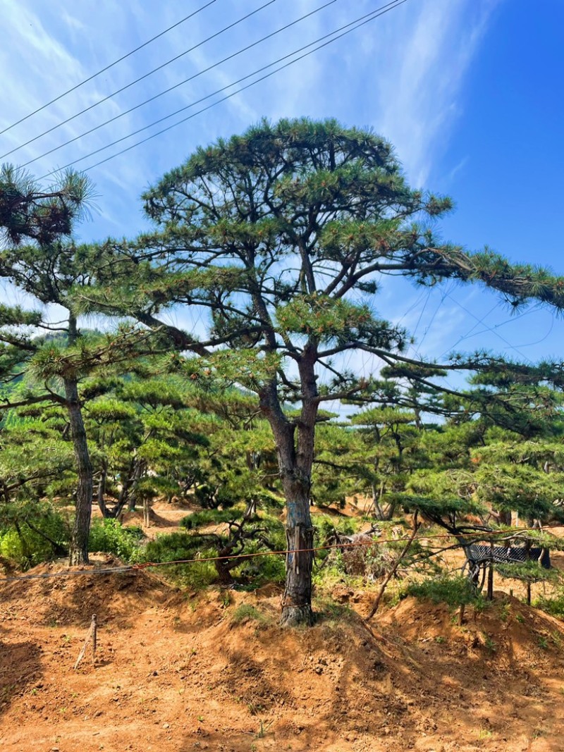 造型黑松造型油松造型松造型赤松迎客松