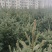 甘肃产地直发