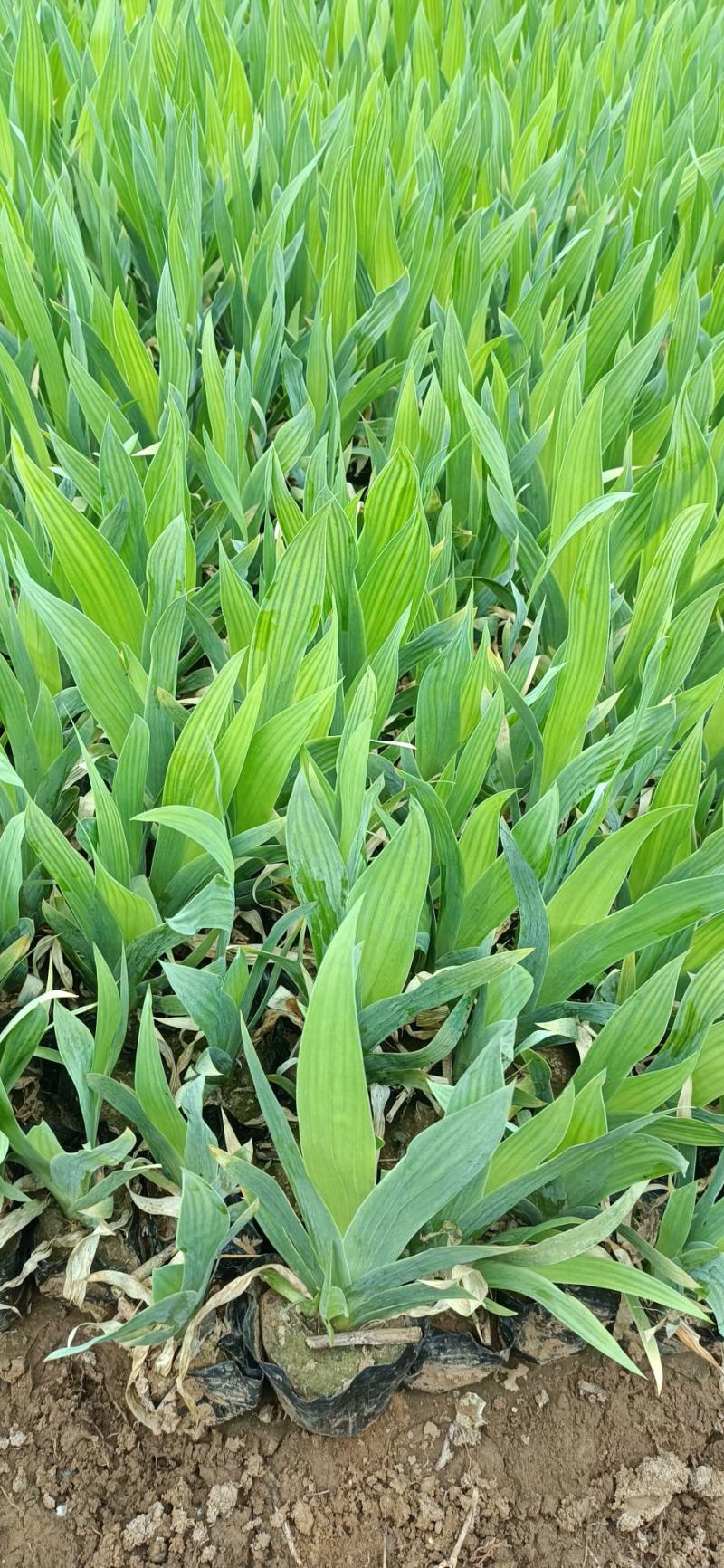 山东鸢尾种稙基地