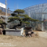 造型黑松造型油松造型赤松迎客松精品盆景