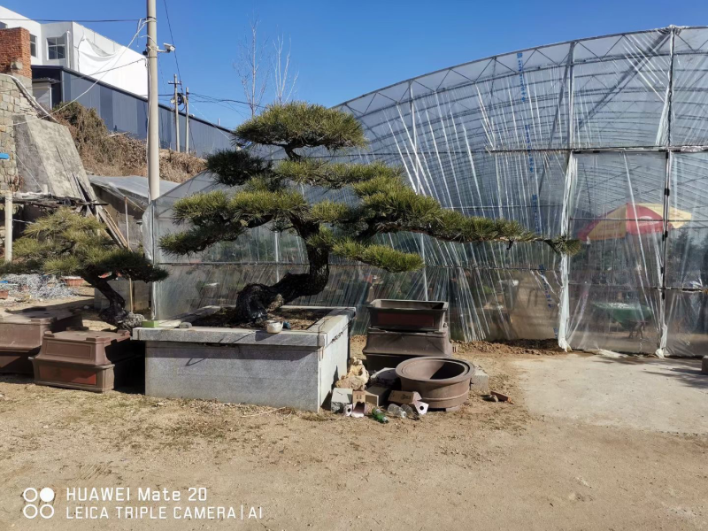 造型黑松造型油松造型赤松迎客松精品盆景