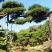 造型黑松造型油松造型赤松迎客松精品盆景