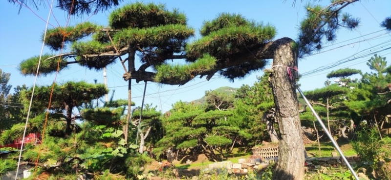 造型黑松造型油松造型赤松迎客松精品盆景