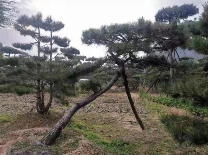 造型黑松造型油松造型赤松迎客松精品盆景