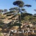 造型黑松造型油松造型赤松迎客松精品盆景