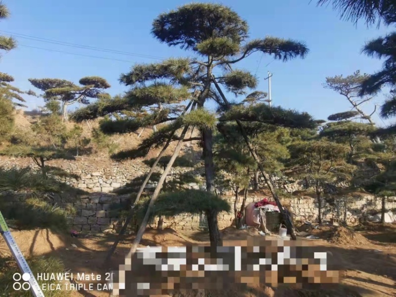 造型黑松造型油松造型赤松迎客松精品盆景