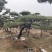 造型黑松造型油松造型赤松迎客松精品盆景