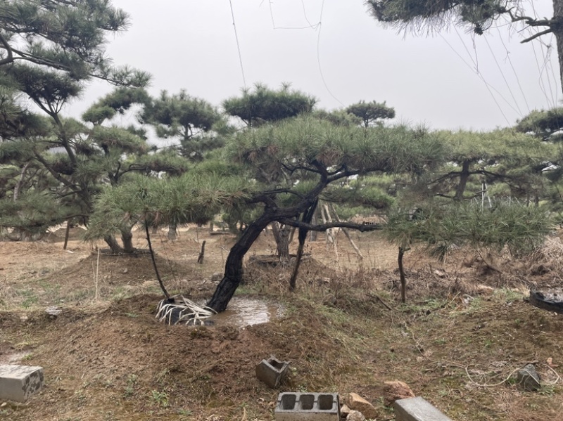 造型黑松造型油松造型赤松迎客松精品盆景