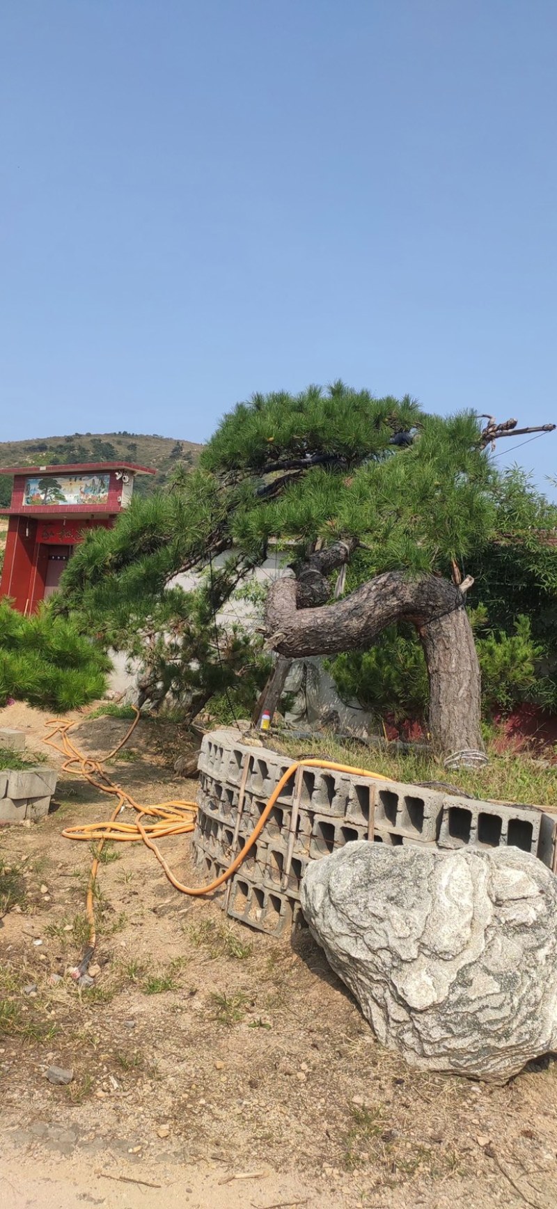 造型黑松造型油松造型赤松迎客松精品盆景