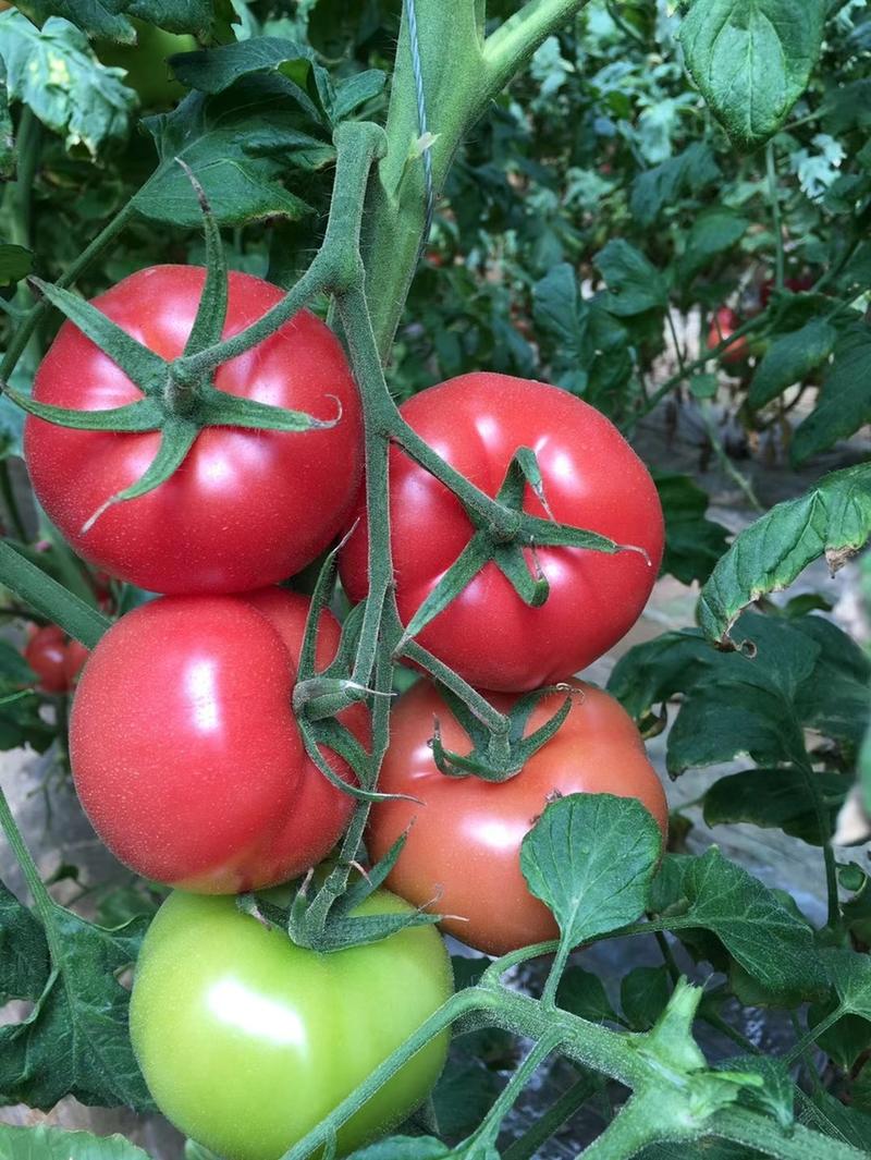 海阳普罗旺斯西红柿，产地直发没有中间商可团购、可一件代发