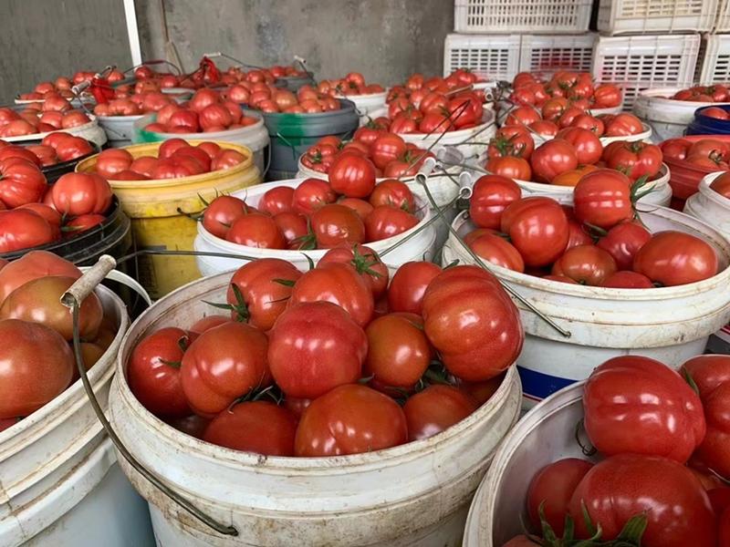 海阳普罗旺斯西红柿，产地直发没有中间商可团购、可一件代发