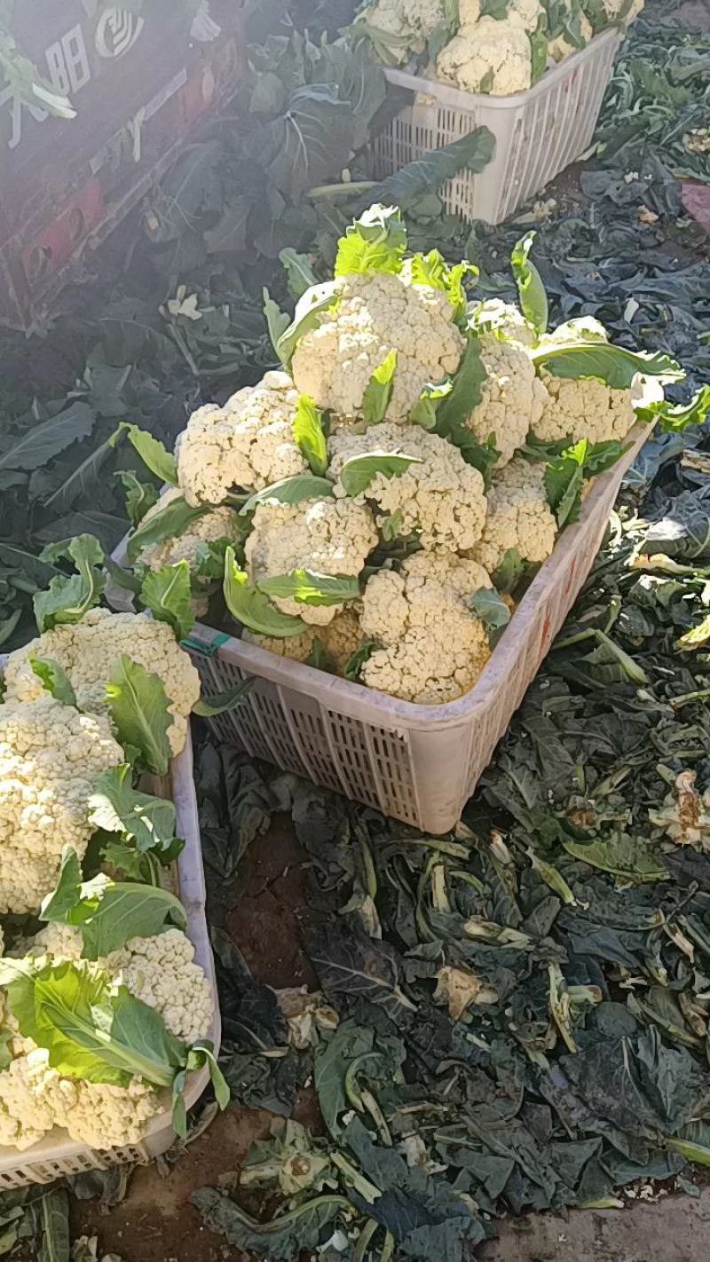 山东有机花种植基地，白面青梗有机花大量上市，质优价廉